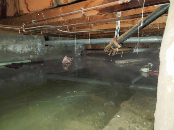 Best Professional water damage repair  in Newstle, CA